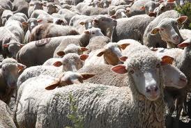 [mouton%255B3%255D.jpg]