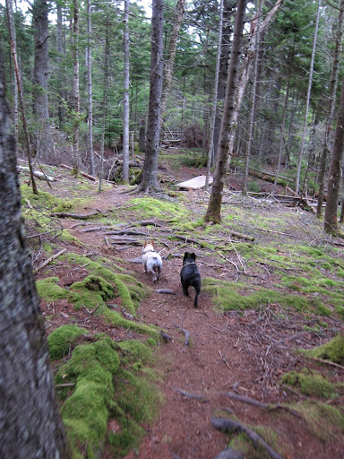 Oh look!  Another wooden boardwalk!