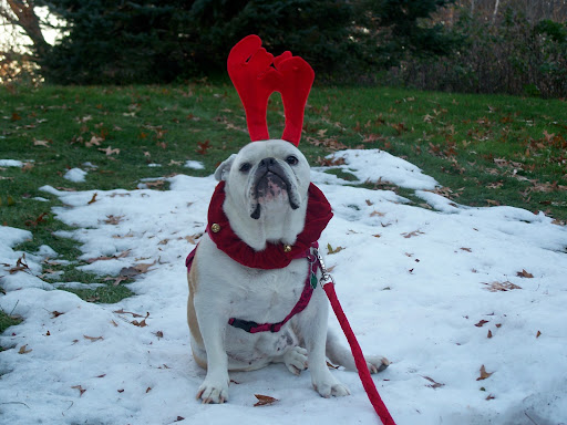 Molly W.'s bulldog, Gretchen, is ready to fill in for Rudolph!