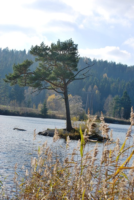 [Autumn%25202011%2520-%2520Tiny%2520Island%2520with%2520Pine%2520Oct%252016%255B6%255D.jpg]