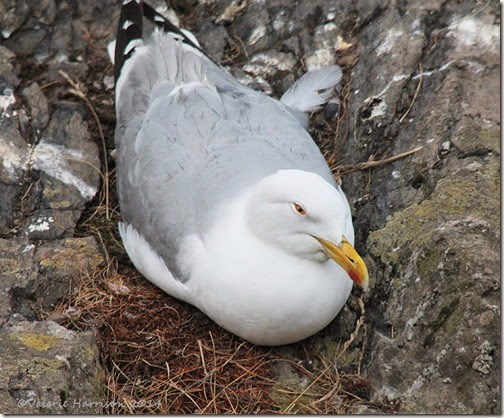 10 herring-gull