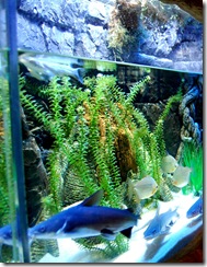 aquarium7