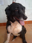 PACHONA
JULIO-2011