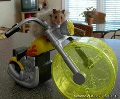 [foto%2520Balap%2520Hamster%255B3%255D.jpg]
