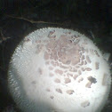 Hongo, Fungus
