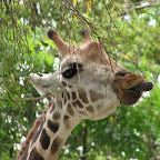 Giraffe at Singapore Zoo