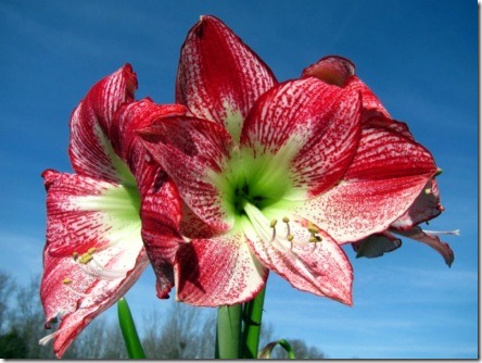 amaryllis