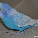 Joey  English Budgie.JPG