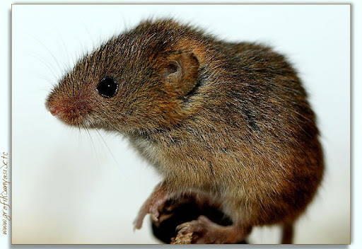 Europ%2525C3%2525A4ische%252520Zwergmaus%252520%252520%252520Micromys%252520minutus3.jpg