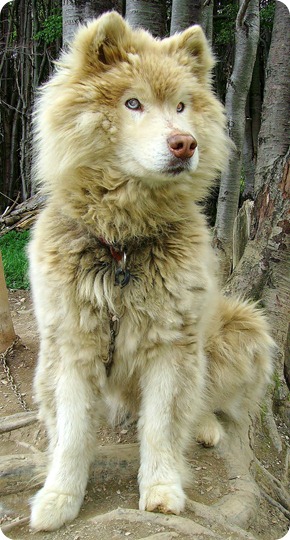 Husky Siberiano