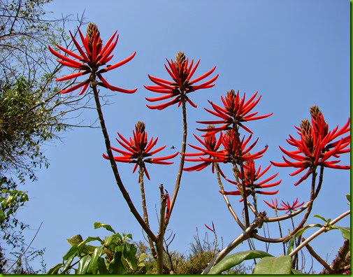 aaa Mulungu candelabro E speciosa aaa Mulungu candelabro E speciosa