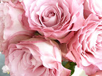 Roses!