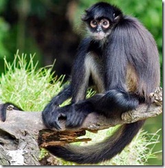 spider-monkey spider-monkey