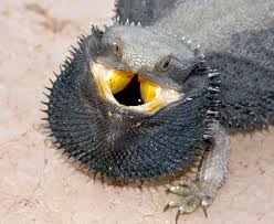 [Amazing%2520Animal%2520Pictures%2520Frill%2520Necked%2520Lizard%2520%25282%2529%255B3%255D.jpg]