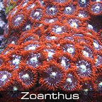 Zoanthus-fire-&-ice.jpg