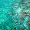 Panama Loic Y Vanessa Wedding David Diving 114.JPG