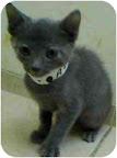 Blue Jay, Bronx, NY. I think I'm pretty cute -- I hope you think so, too.I'm a super polite young fella, and I'm a Russian Blue...whatever that means. I'm litter box trained, and I'm so ready to find a loving home! Blue Jay, Bronx, NY. I think I'm pretty cute -- I hope you think so, too.I'm a super polite young fella, and I'm a Russian Blue...whatever that means. I'm litter box trained, and I'm so ready to find a loving home!