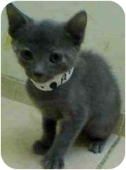 Blue Jay, Bronx, NY. I think I'm pretty cute -- I hope you think so, too.I'm a super polite young fella, and I'm a Russian Blue...whatever that means. I'm litter box trained, and I'm so ready to find a loving home! Blue Jay, Bronx, NY. I think I'm pretty cute -- I hope you think so, too.I'm a super polite young fella, and I'm a Russian Blue...whatever that means. I'm litter box trained, and I'm so ready to find a loving home!