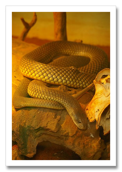 King Brown Mulga Snake