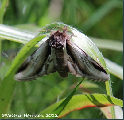 46 lesser-swallow-prominent-3