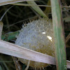 dsc05810.jpg