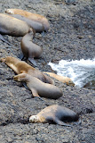 Seals - Santa Barbara, USA