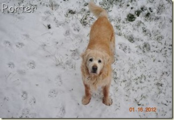 porter in the snow