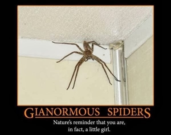 [australia-scary-spiders-009%255B2%255D.jpg]