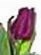 [flowers%2520bulbs%2520mylar%252041x55%255B7%255D.jpg]