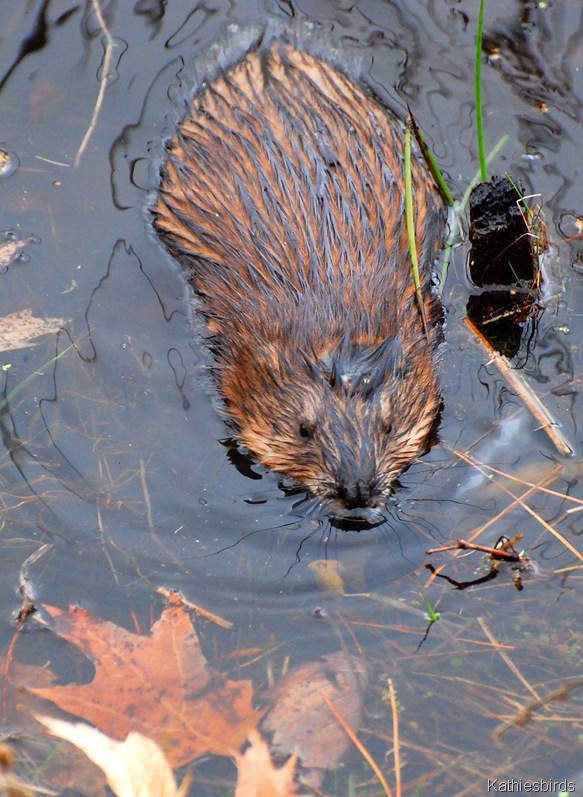 [3.%2520muskrat-kab%255B4%255D.jpg]