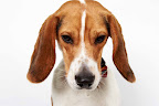 Fabulous Freddie
(See link in post for details on Freddie who is at The Humane Society of New York)
Photo by Richard Phibbs