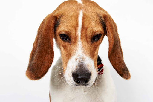 Fabulous Freddie
(See link in post for details on Freddie who is at The Humane Society of New York)
Photo by Richard Phibbs Fabulous Freddie
(See link in post for details on Freddie who is at The Humane Society of New York)
Photo by Richard Phibbs