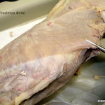latissimus_L.JPG