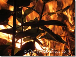 fire beyond the leaves fire beyond the leaves