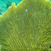  Snorkel Buck Island Reef 