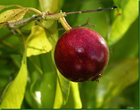Plinia rivularis Plinia rivularis
