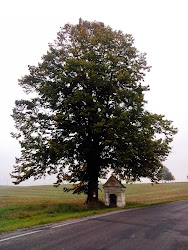 Lípa u Louky se řadí mezi druh lípy srdčité. Její výška je 25 m, obvod 370 cm. 12.10.2011 byla vyhlášena jako chráněná. Lípa se nachází u silnice, kousek od hrobky Pallaviciny, směrem z Jemnice do Louky.