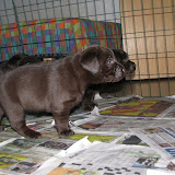 bruna labrador valpar 008.JPG