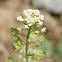 Cress Species