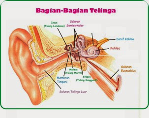 Mengenal Bagian Telinga dan Infeksi Telinga