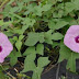 20100926_1