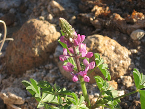 MountLaguna 031.jpg