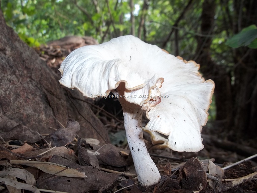 [23-9-mushroom-18.jpg]