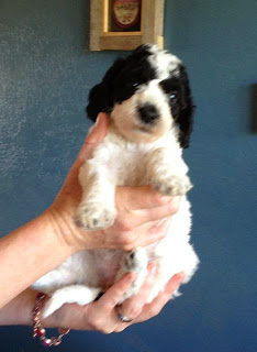 Gorgeousdoodles parti puppies Australian Labradoodles Gorgeousdoodles parti puppies Australian Labradoodles