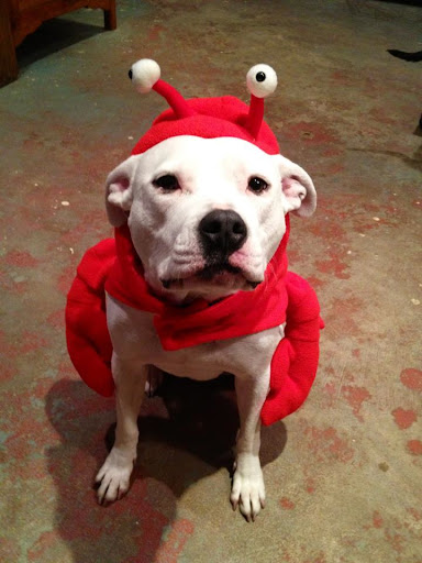 A lobster ate Piggie!... A lobster ate Piggie!...