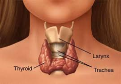 thyroid