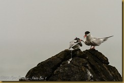 Common Tern