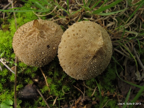 gem-studded puffballs gem-studded puffballs