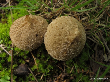 gem-studded puffballs