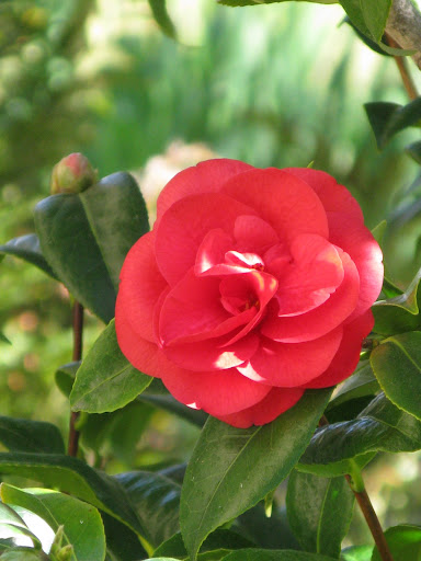 One of the many stunning camellias. It is perfect.